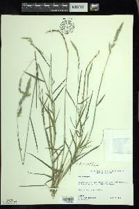 Muhlenbergia glomerata image