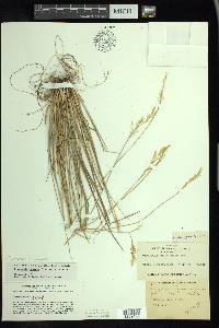 Piptatheropsis pungens image