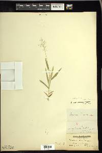 Dichanthelium acuminatum subsp. columbianum image