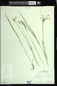 Muhlenbergia glomerata image