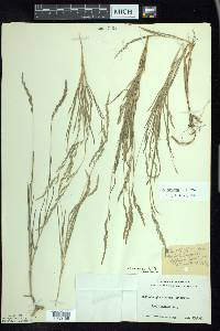 Muhlenbergia mexicana image