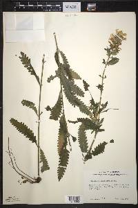 Pedicularis lanceolata image