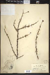 Larix laricina image