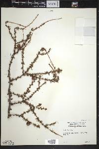 Larix laricina image