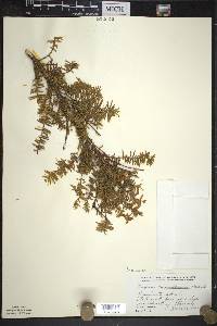 Taxus canadensis image