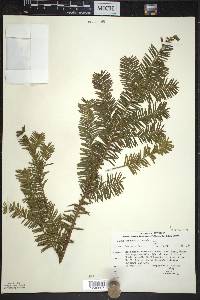 Taxus canadensis image