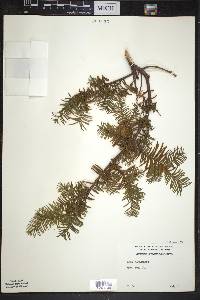 Taxus canadensis image