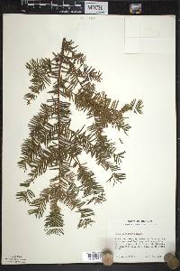 Taxus canadensis image