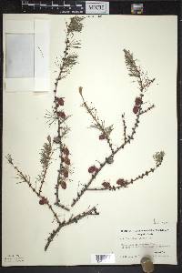 Larix laricina image