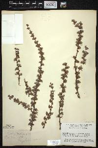 Larix laricina image