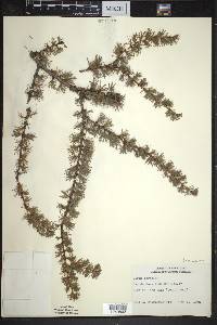 Larix laricina image