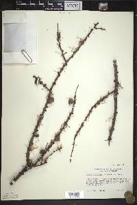 Larix laricina image