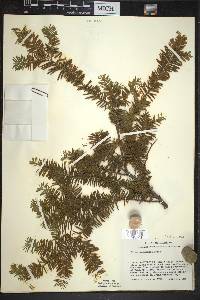 Taxus canadensis image