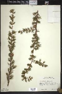 Larix laricina image