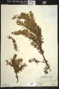 Taxus canadensis image