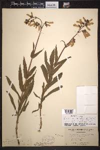 Penstemon hirsutus image