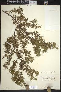 Taxus canadensis image