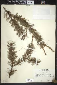 Larix laricina image