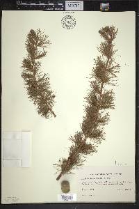 Larix laricina image