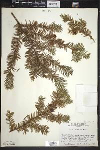 Taxus canadensis image