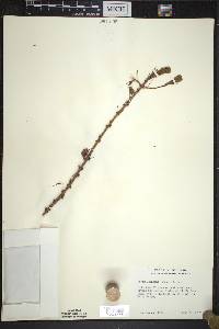 Larix laricina image