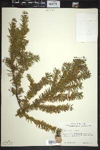 Taxus canadensis image