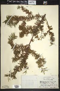 Taxus canadensis image