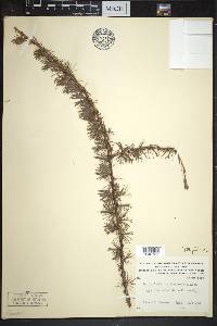 Larix laricina image