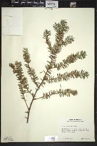 Taxus canadensis image