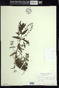 Veronica anagallis-aquatica image