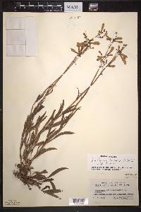 Penstemon hirsutus image