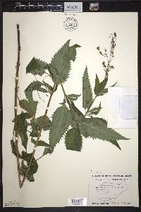 Scrophularia lanceolata image