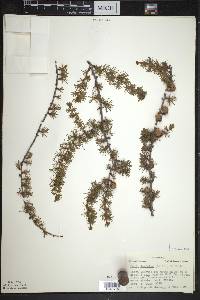 Larix laricina image