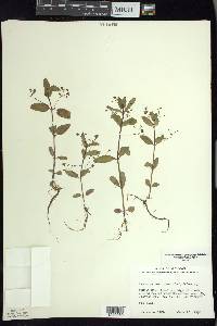 Veronica beccabunga var. americana image