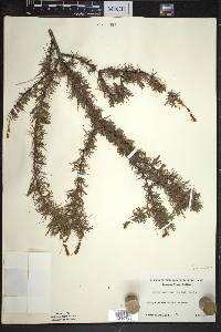 Larix laricina image