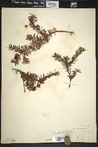 Taxus canadensis image