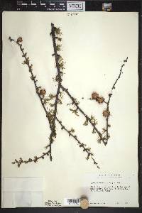 Larix laricina image