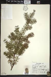 Taxus canadensis image