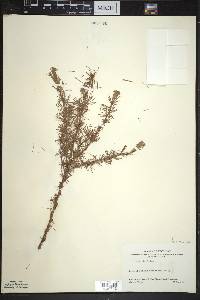 Larix laricina image