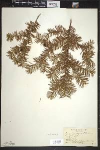 Taxus canadensis image