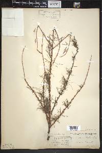 Larix laricina image