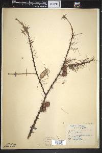 Larix laricina image