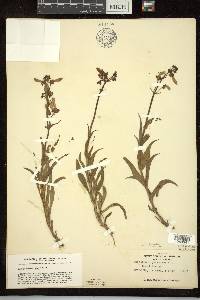 Penstemon hirsutus image