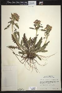 Pedicularis canadensis f. bicolor image