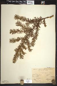 Taxus canadensis image