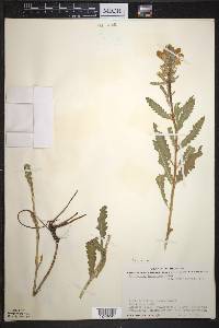 Pedicularis lanceolata image