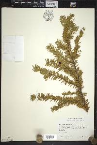 Taxus canadensis image