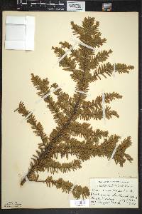 Taxus canadensis image