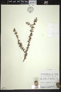 Larix laricina image