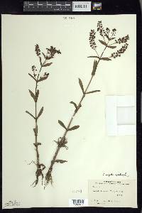 Veronica anagallis-aquatica image